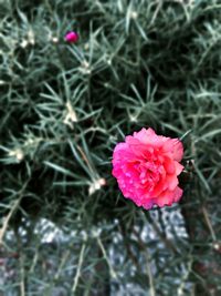 Close-up of pink flower blooming outdoors