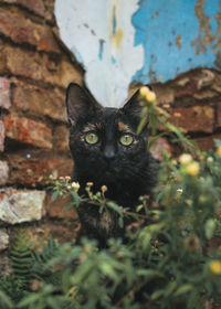 Portrait of black cat
