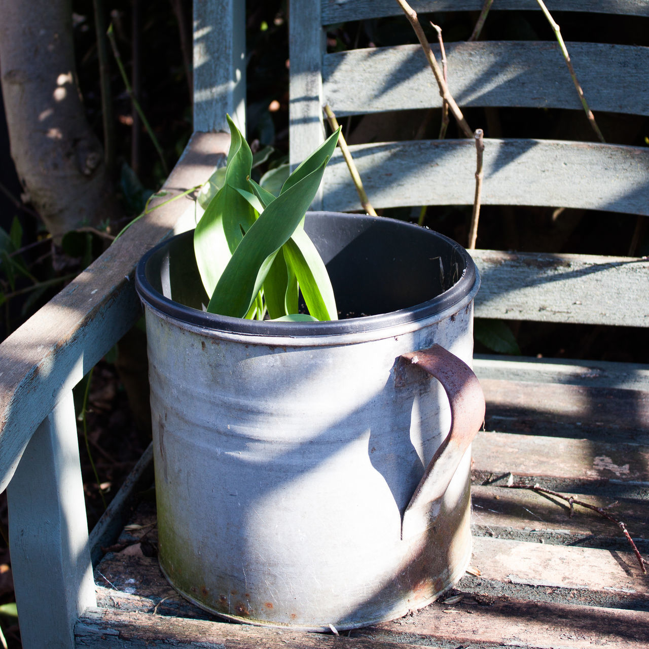 CLOSE-UP OF POTTED PLANT ON METAL