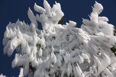 Low angle view of white flowers against sky