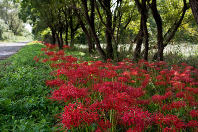 Red flowers growing on tree