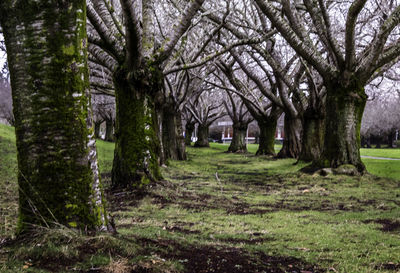 Trees in park