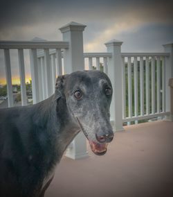 Close-up portrait of dog standing on railing