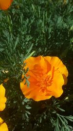 Close-up of yellow flower