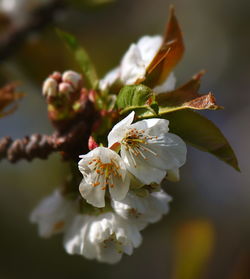 Close-up of white flower