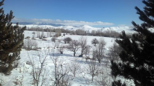 Snow covered trees against sky