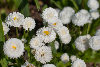 Close-up of white flowers blooming outdoors