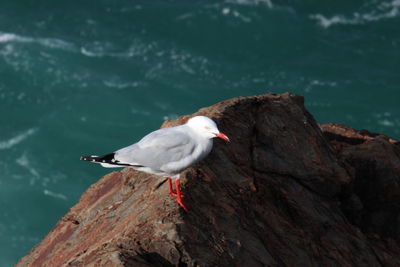 High angle view of seagull on rock by sea