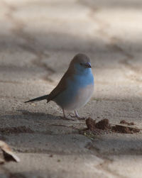 Close-up of bird perching on sand