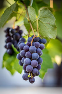 Close-up of grapes growing in vineyard