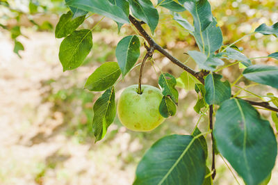 Close-up of fruits growing on tree