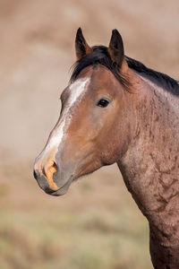 Close-up of a horse