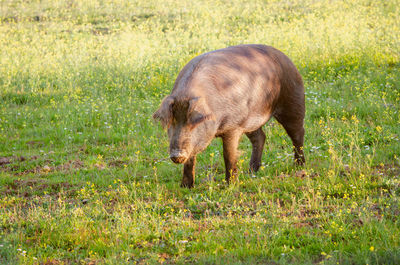 Side view of a horse grazing in field