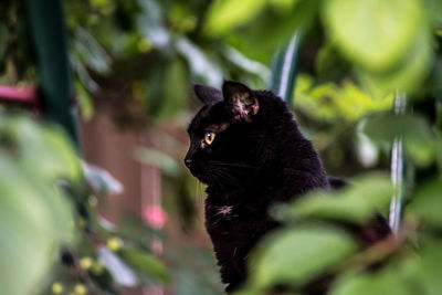 Close-up of cat on plant