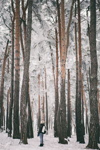 Bare trees in forest during winter