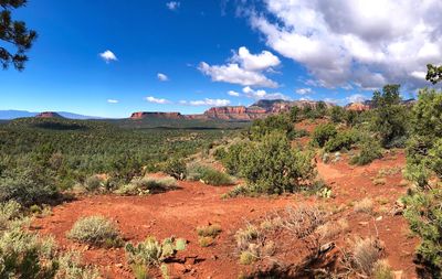 Plants growing on land against sky