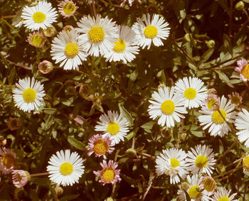 Close-up of white daisy flowers