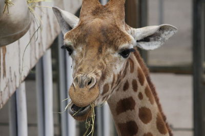 Close-up of giraffe in zoo