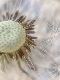 Close-up of dandelion on plant