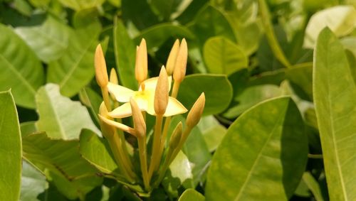 Close-up of yellow flowering plant