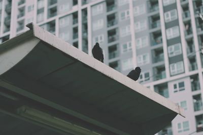 Urban pigeons