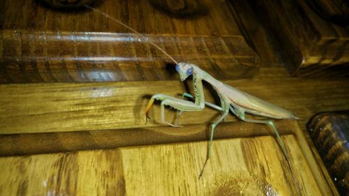 Close-up of insect on table