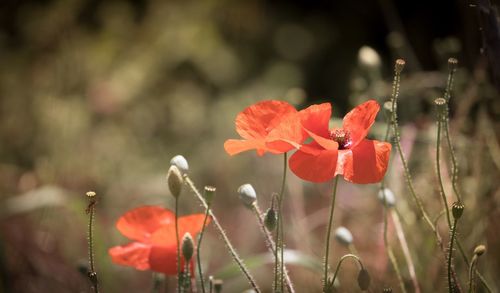 Close-up of red poppy blooming outdoors