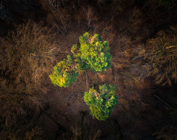 High angle view of plant growing on field