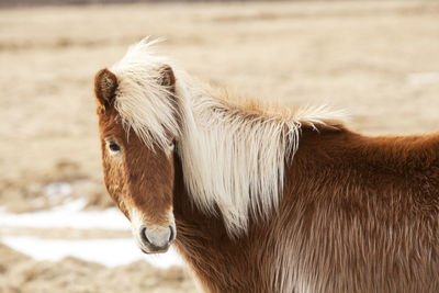 Icelandic horse with blone mane on a meadow in spring