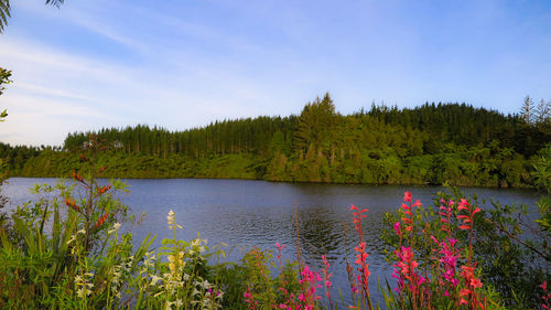 Scenic view of lake by trees against sky