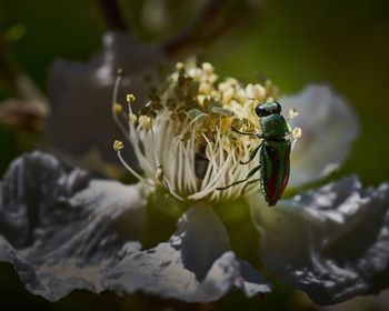 Close-up of insect on flower