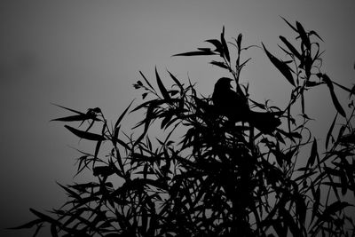 Low angle view of silhouette bird perching on tree against sky