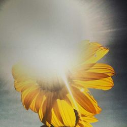 Close-up of yellow flower