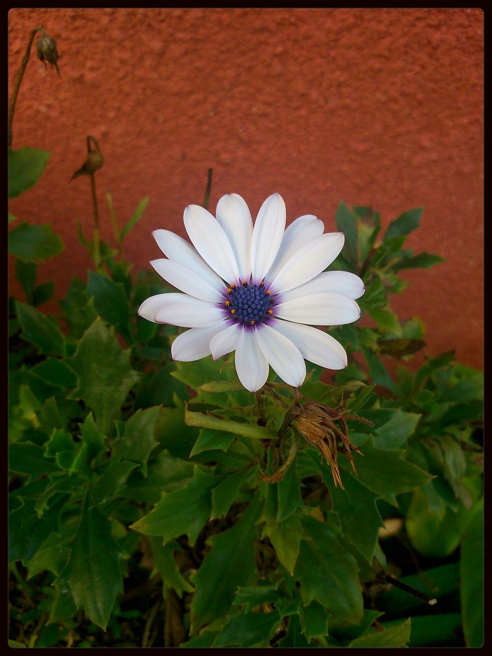 flower, petal, freshness, fragility, flower head, growth, leaf, beauty in nature, blooming, plant, nature, pollen, single flower, transfer print, in bloom, close-up, green color, high angle view, auto post production filter, blossom