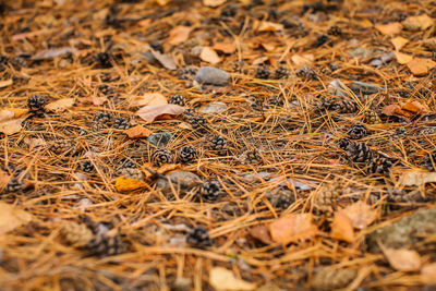 Full frame shot of dry leaves on field