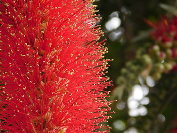 Close-up of red flower blooming outdoors