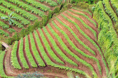 High angle view of green plant on field