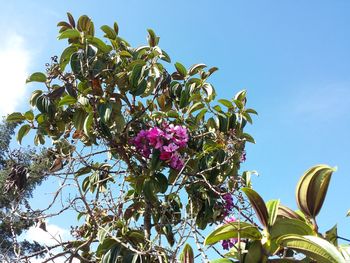 Low angle view of flower tree against clear blue sky