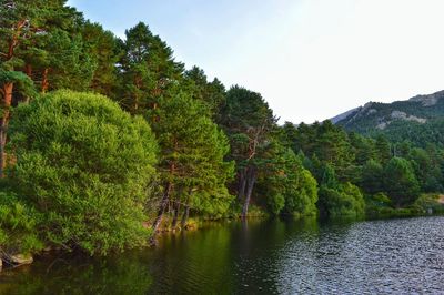 Scenic view of lake in forest against sky