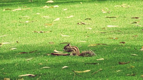 Close-up of duck on field