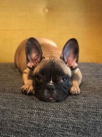 Portrait of dog relaxing on floor