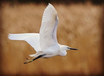 White bird flying