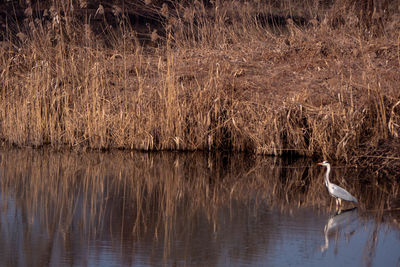 View of bird in lake