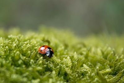 Close-up of ladybug on moss 