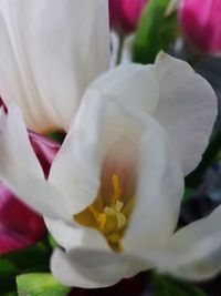 Close-up of white flowering plant