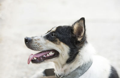 Close-up of dog looking away