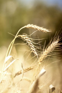 Close-up of stalks in wheat field