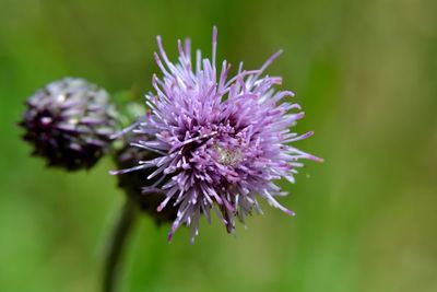 Close-up of purple thistle flower