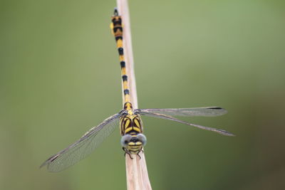 Close-up of dragonfly on twig