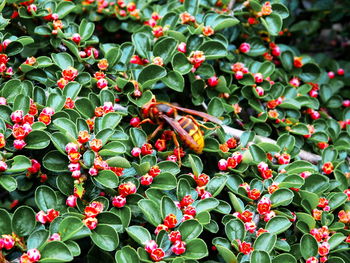 Close-up of insect on plant